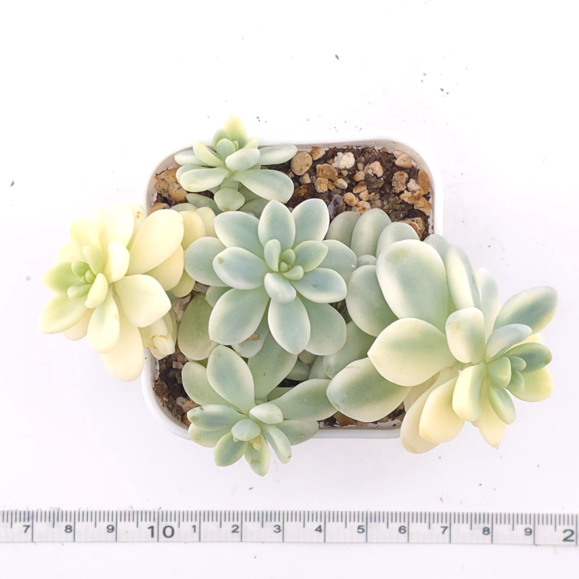 Sedum clavatum variegated clustering | 勞爾錦群 thumbnail 4