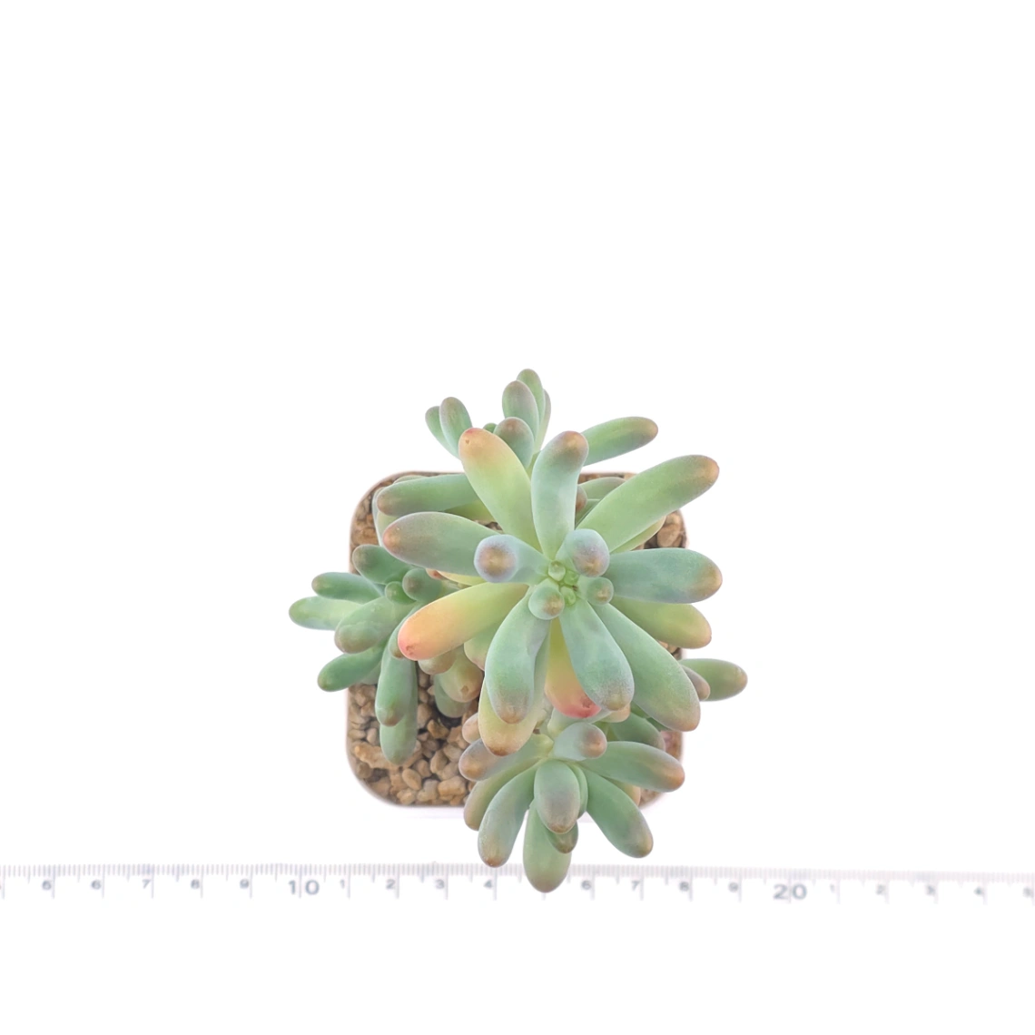 Sedum Pachyphyllum ‘Jelly Beans’ | 乙女心 thumbnail 4