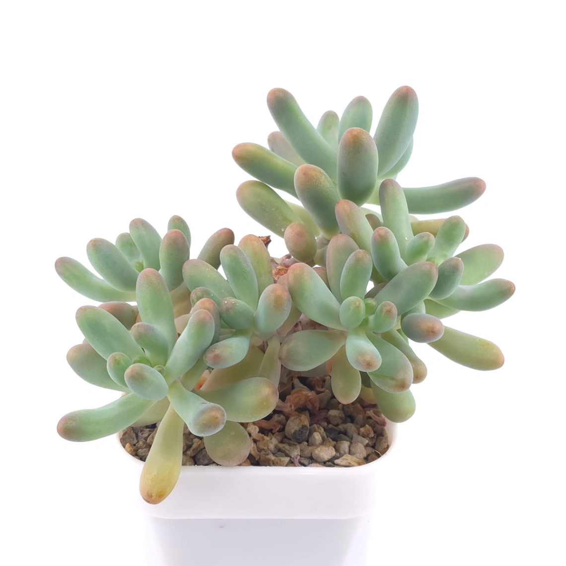 Sedum Pachyphyllum ‘Jelly Beans’ | 乙女心 thumbnail 2
