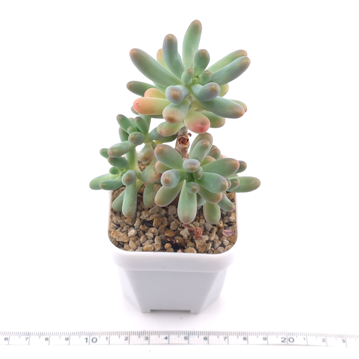 Sedum Pachyphyllum ‘Jelly Beans’ | 乙女心 thumbnail 3