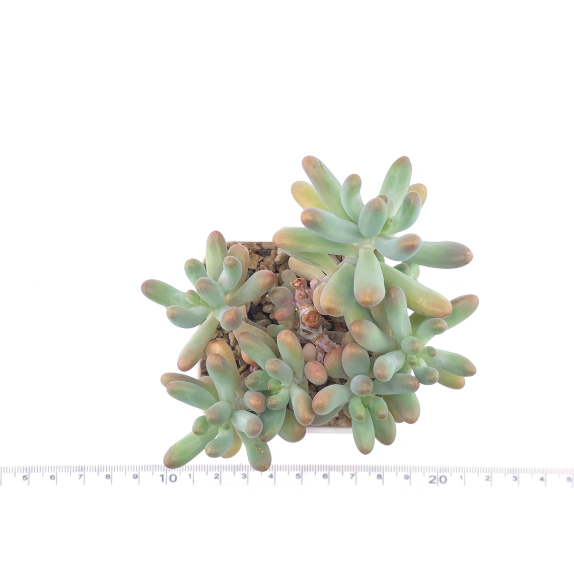 Sedum Pachyphyllum ‘Jelly Beans’ | 乙女心 thumbnail 4
