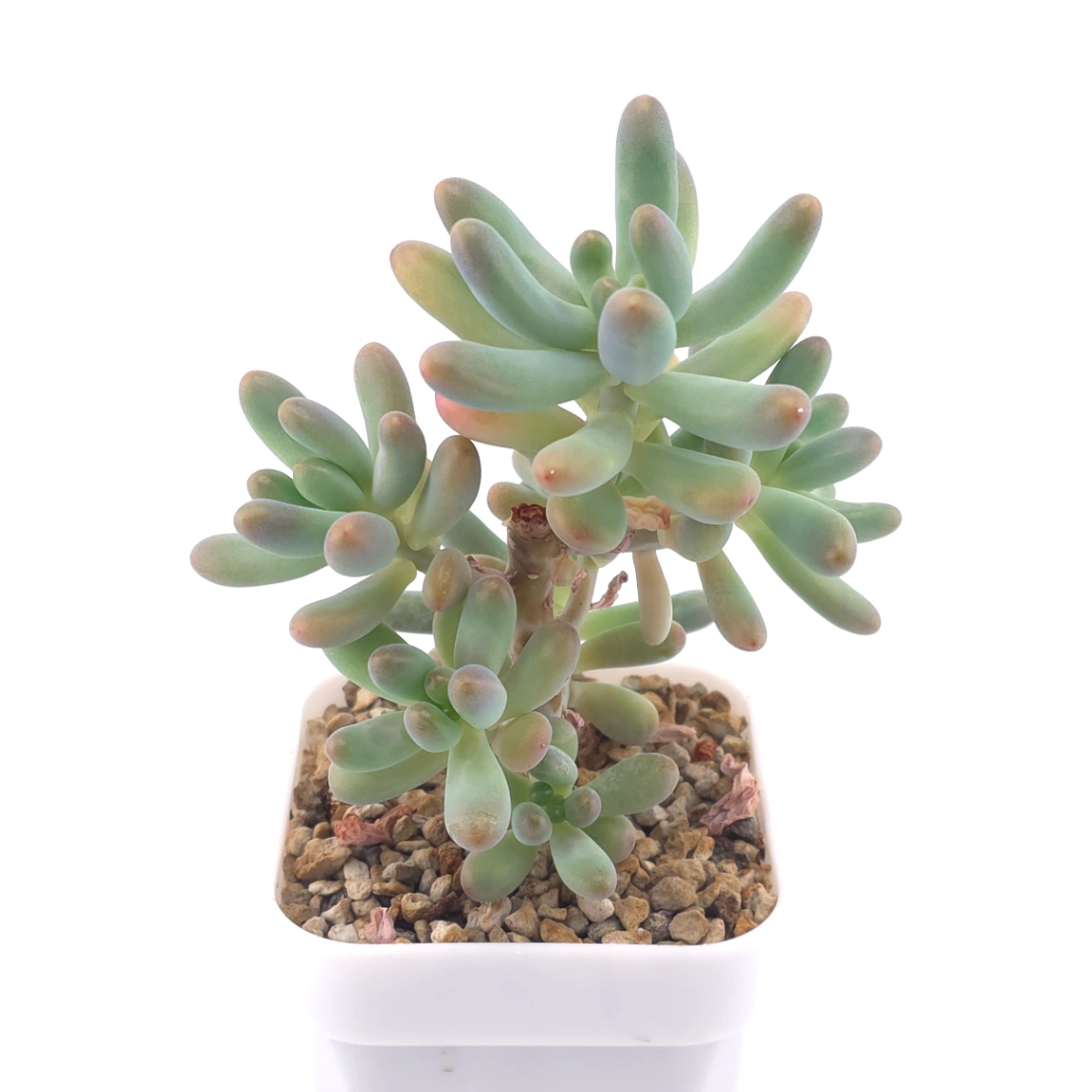 Sedum Pachyphyllum ‘Jelly Beans’ | 乙女心 thumbnail 2