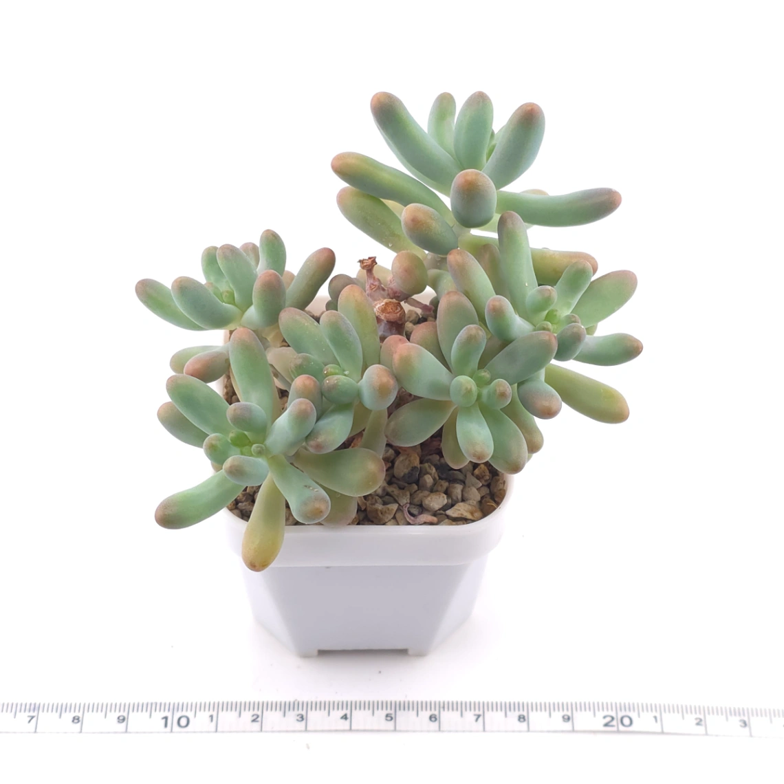 Sedum Pachyphyllum ‘Jelly Beans’ | 乙女心 thumbnail 3