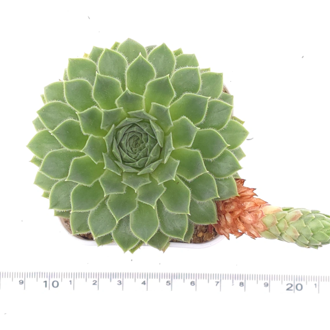Sempervivum 'Green Wheel' | 綠車輪 thumbnail 4