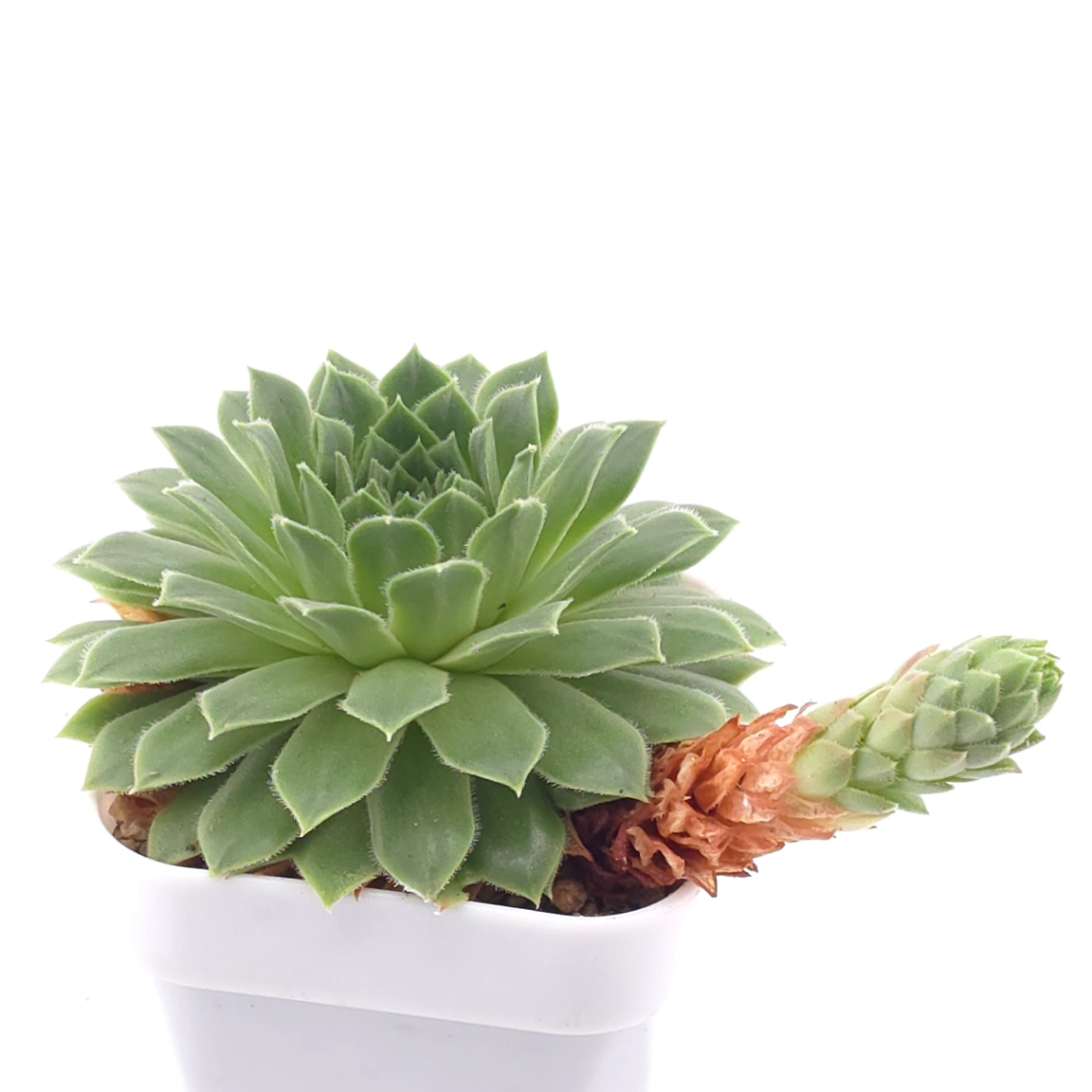 Sempervivum 'Green Wheel' | 綠車輪 thumbnail 2