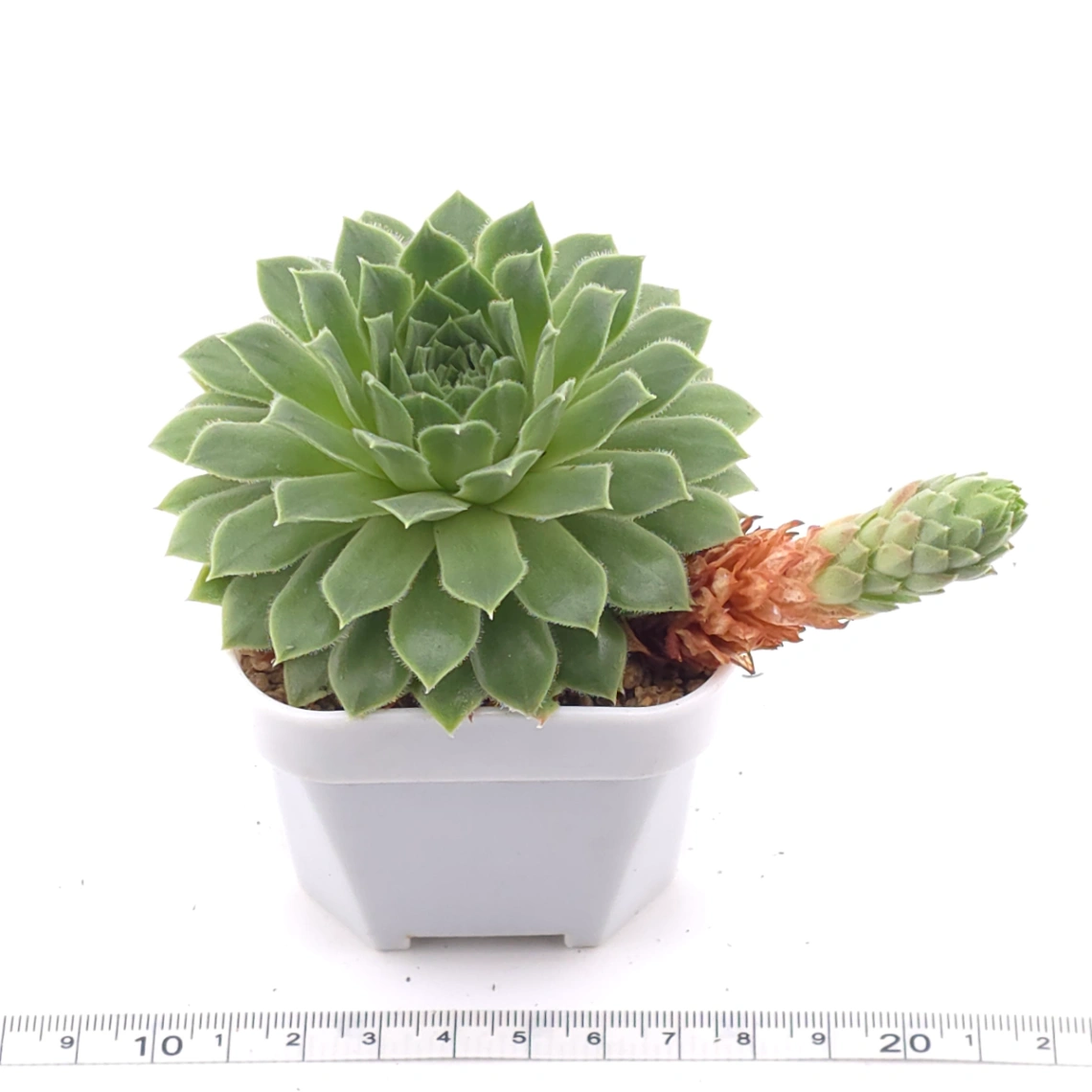 Sempervivum 'Green Wheel' | 綠車輪 thumbnail 3
