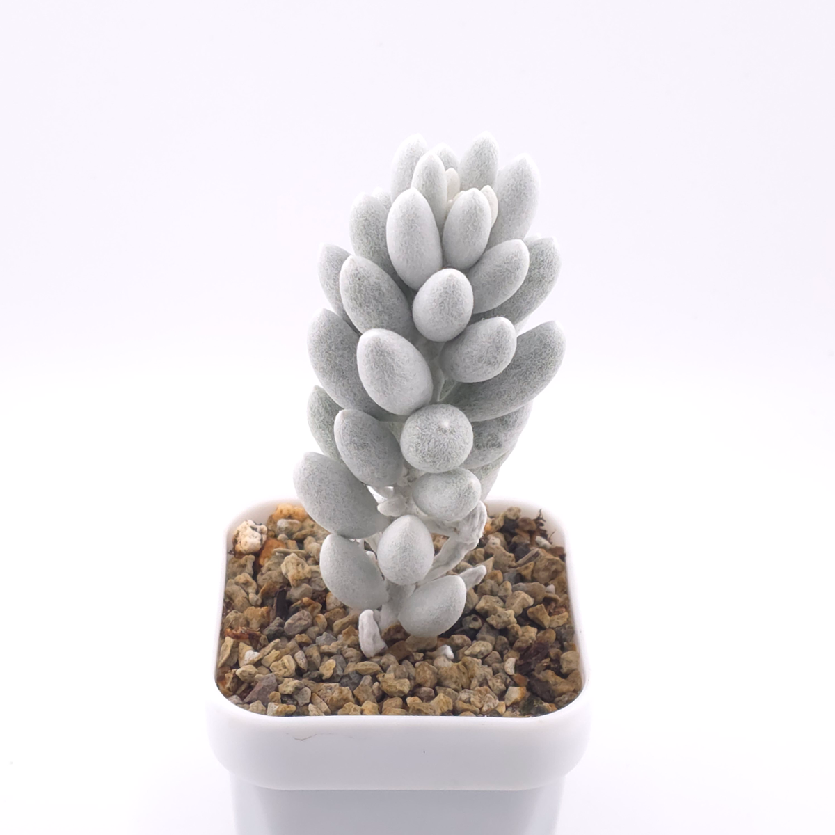 Senecio haworthii (Sweet) Sch.Bip | 銀月 thumbnail 2