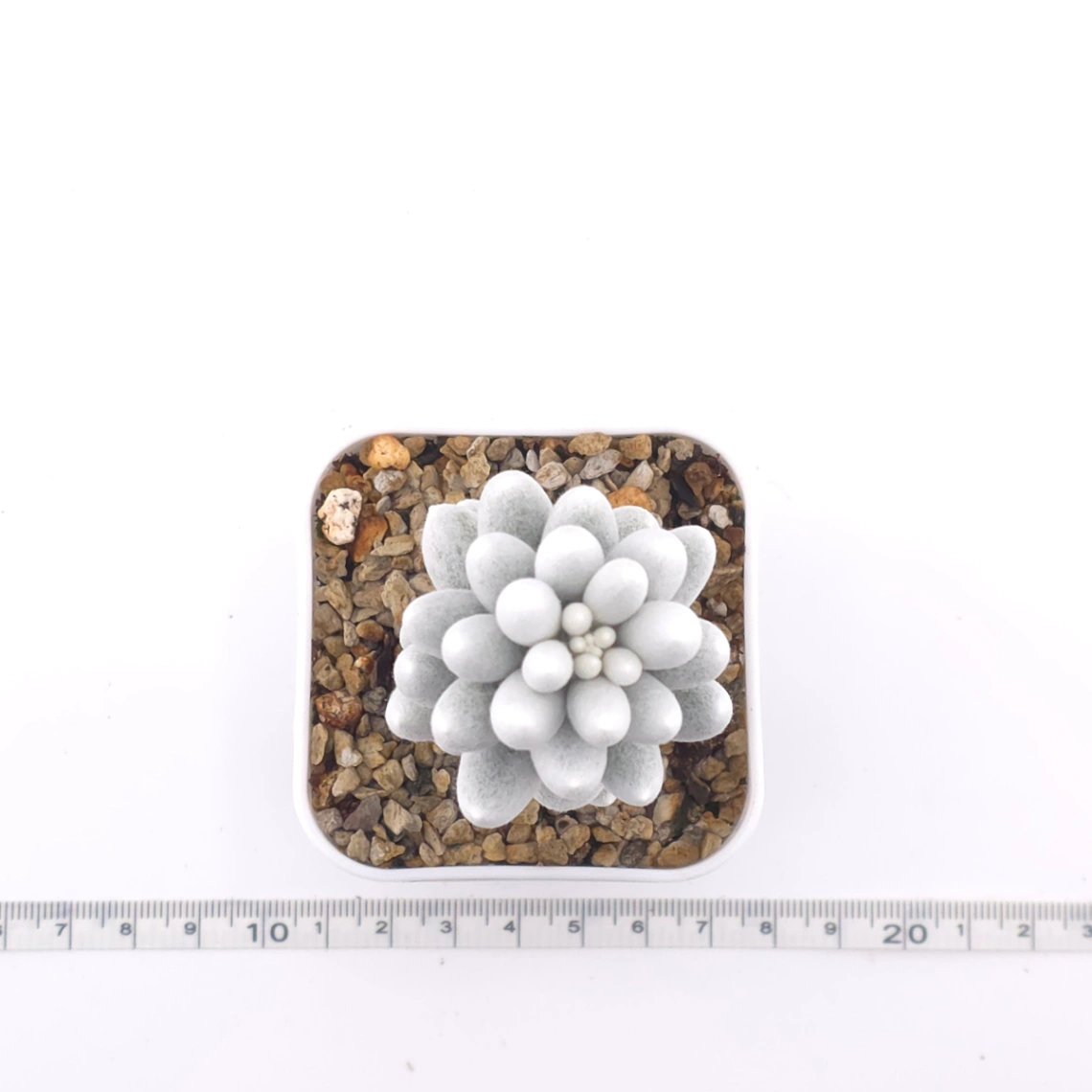 Senecio haworthii (Sweet) Sch.Bip | 銀月 thumbnail 4