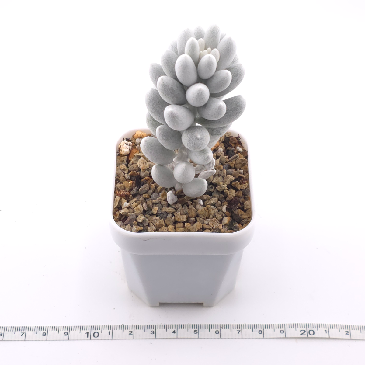 Senecio haworthii (Sweet) Sch.Bip | 銀月 thumbnail 3