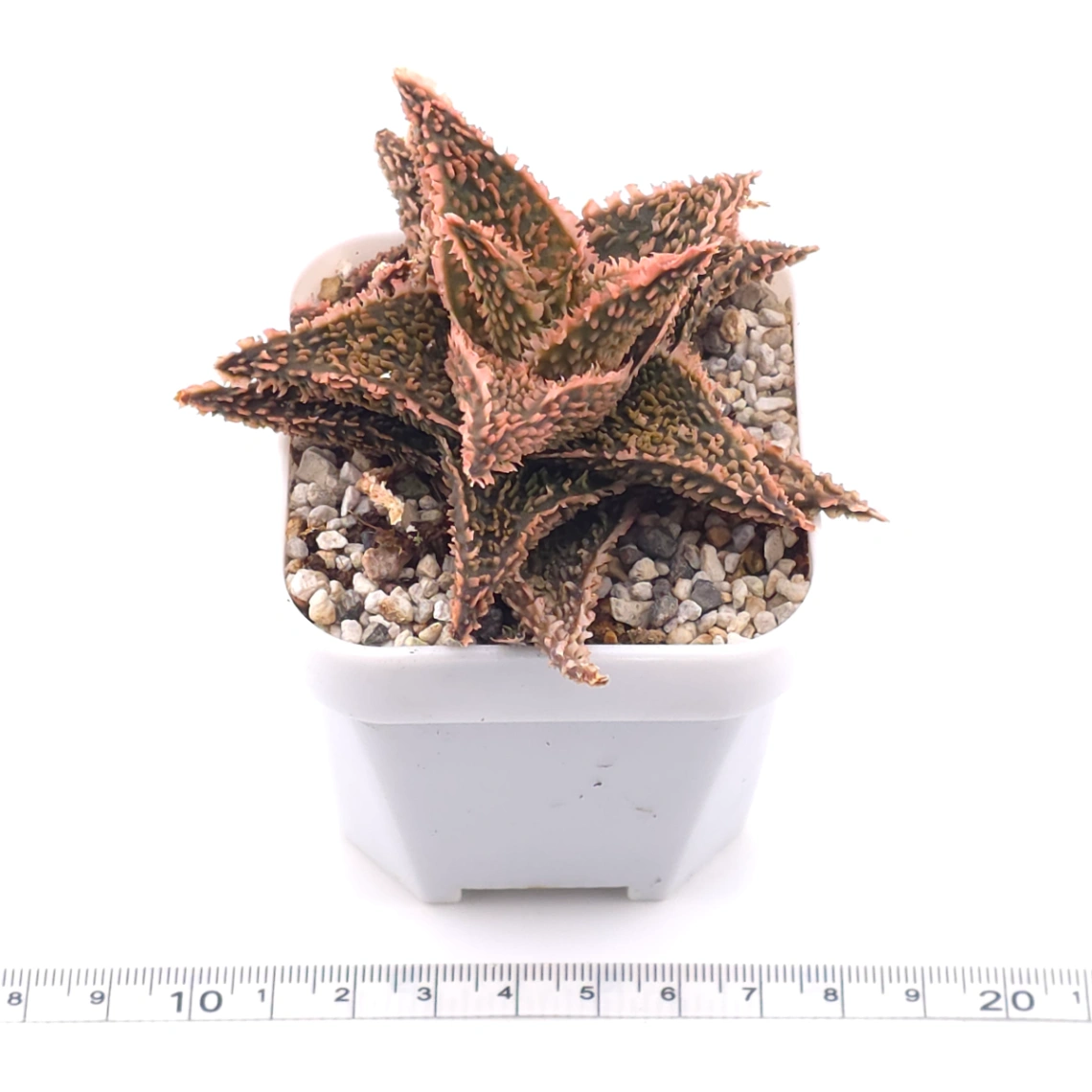 Aloe ‘Pink Blush’ | 粉紅女郎 thumbnail 3