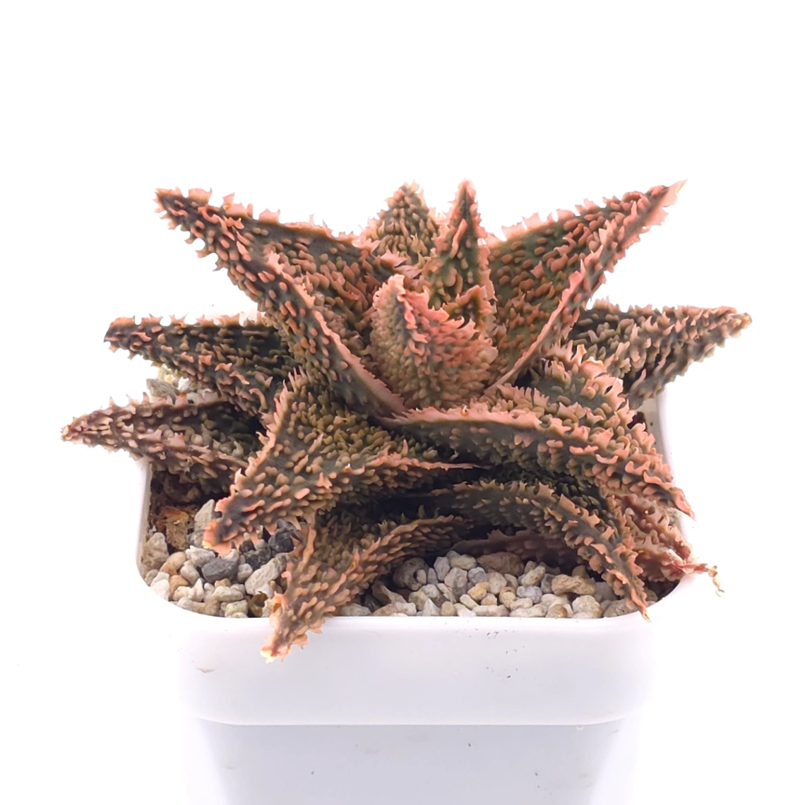 Aloe ‘Pink Blush’ | 粉紅女郎 thumbnail 2