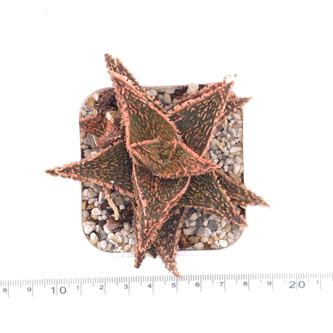 Aloe ‘Pink Blush’ | 粉紅女郎 thumbnail 4