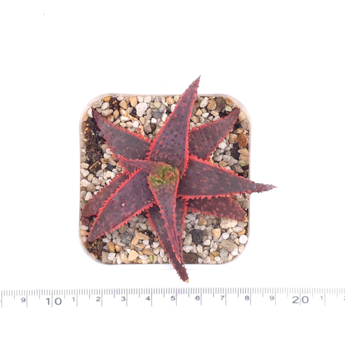 Aloe ‘Christmas Carol’ | 聖誕蘆薈 thumbnail 4