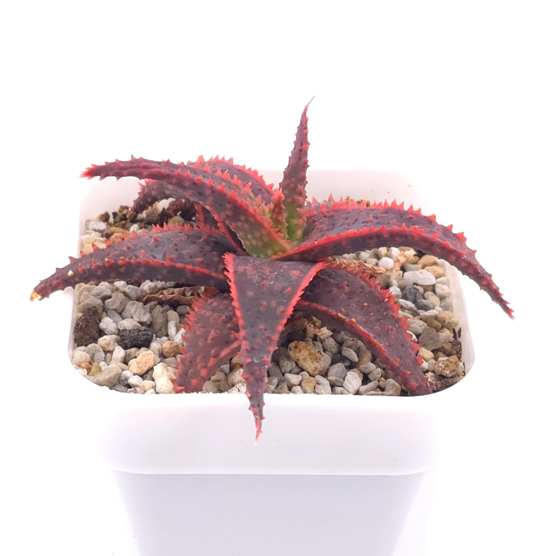 Aloe ‘Christmas Carol’ | 聖誕蘆薈 thumbnail 2