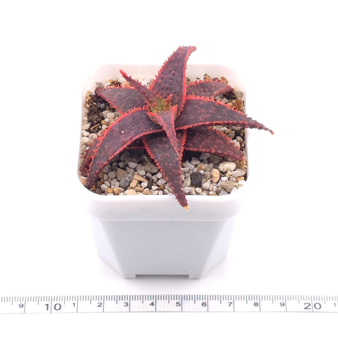 Aloe ‘Christmas Carol’ | 聖誕蘆薈 thumbnail 3
