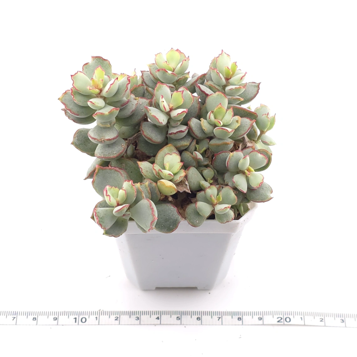 Cotyledon 'Choco Line' | 巧克力線 thumbnail 3