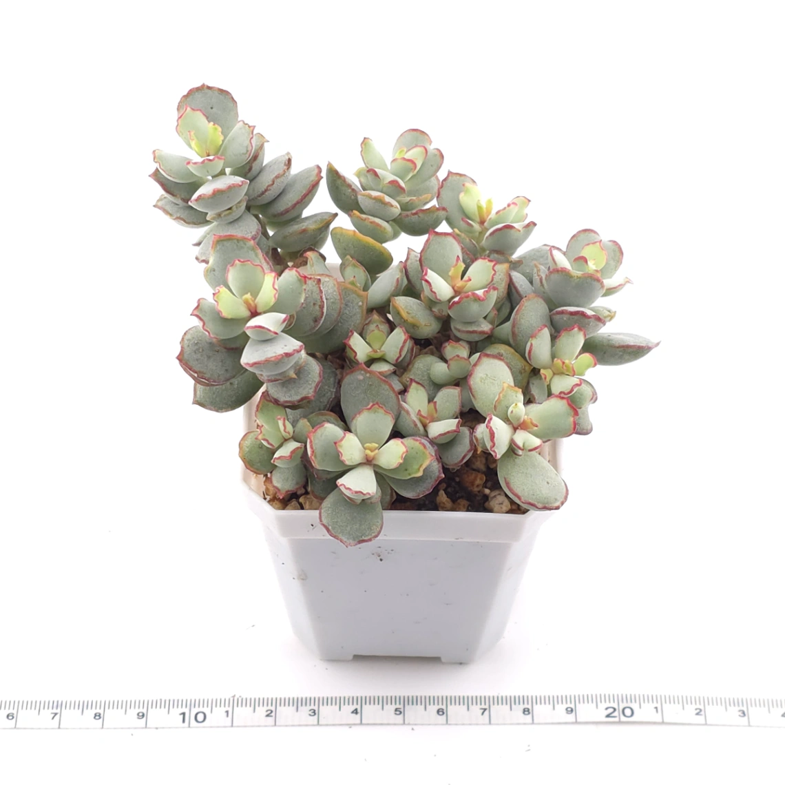 Cotyledon 'Choco Line' | 巧克力線 thumbnail 2