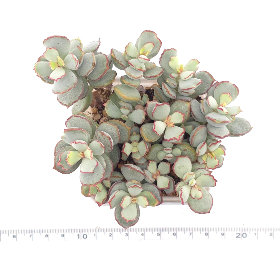 Cotyledon 'Choco Line' | 巧克力線 thumbnail 4
