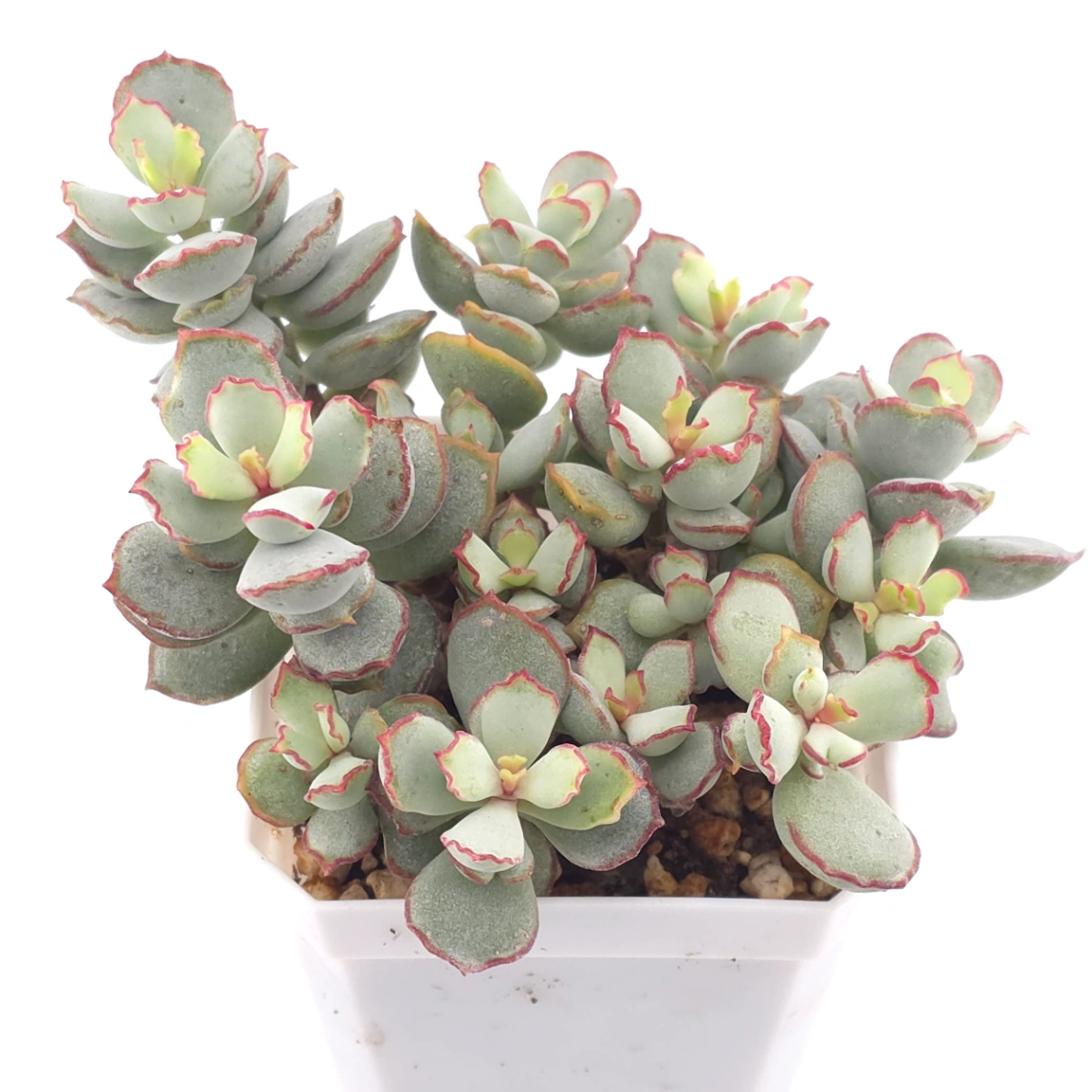 Cotyledon 'Choco Line' | 巧克力線 thumbnail 3