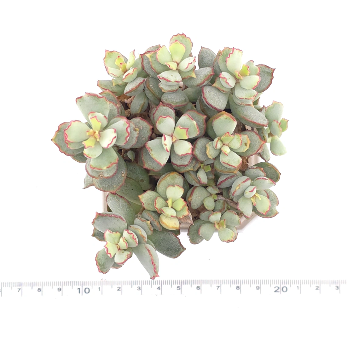 Cotyledon 'Choco Line' | 巧克力線 thumbnail 4