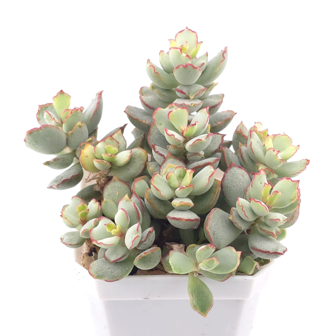 Cotyledon 'Choco Line' | 巧克力線 thumbnail 2