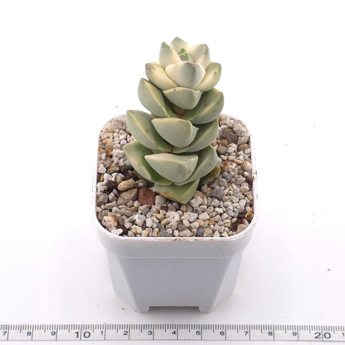 Crassula cv ‘ Moonglow’ variegated | 紀之川錦 thumbnail 3
