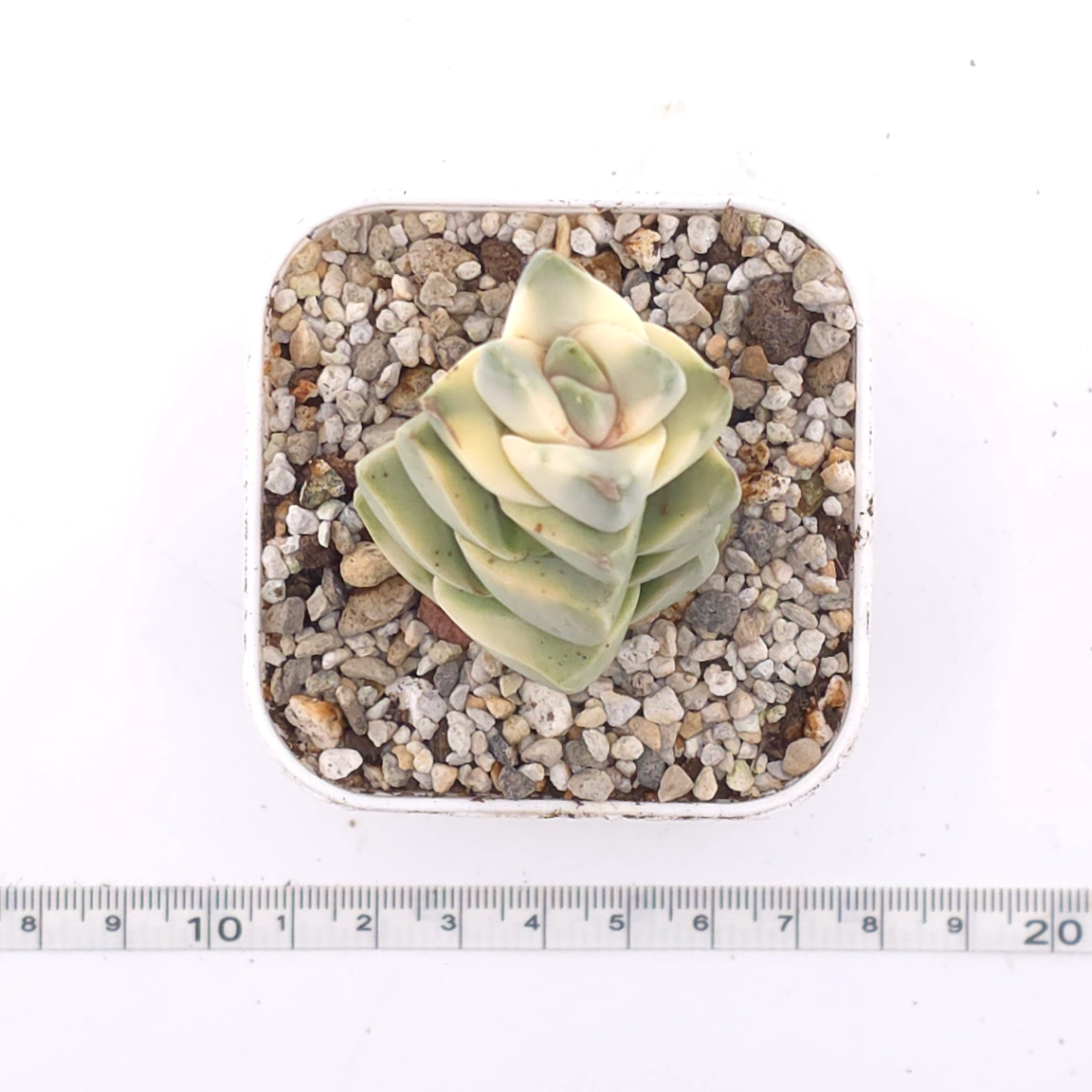 Crassula cv ‘ Moonglow’ variegated | 紀之川錦 thumbnail 4