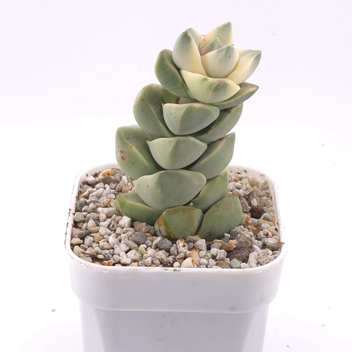 Crassula cv ‘ Moonglow’ variegated | 紀之川錦 thumbnail 2