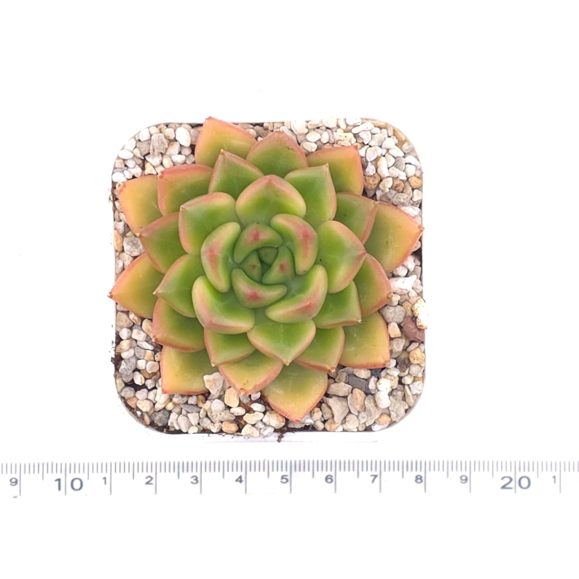 Echeveria agavoides spp. | 冬雲雜 thumbnail 4