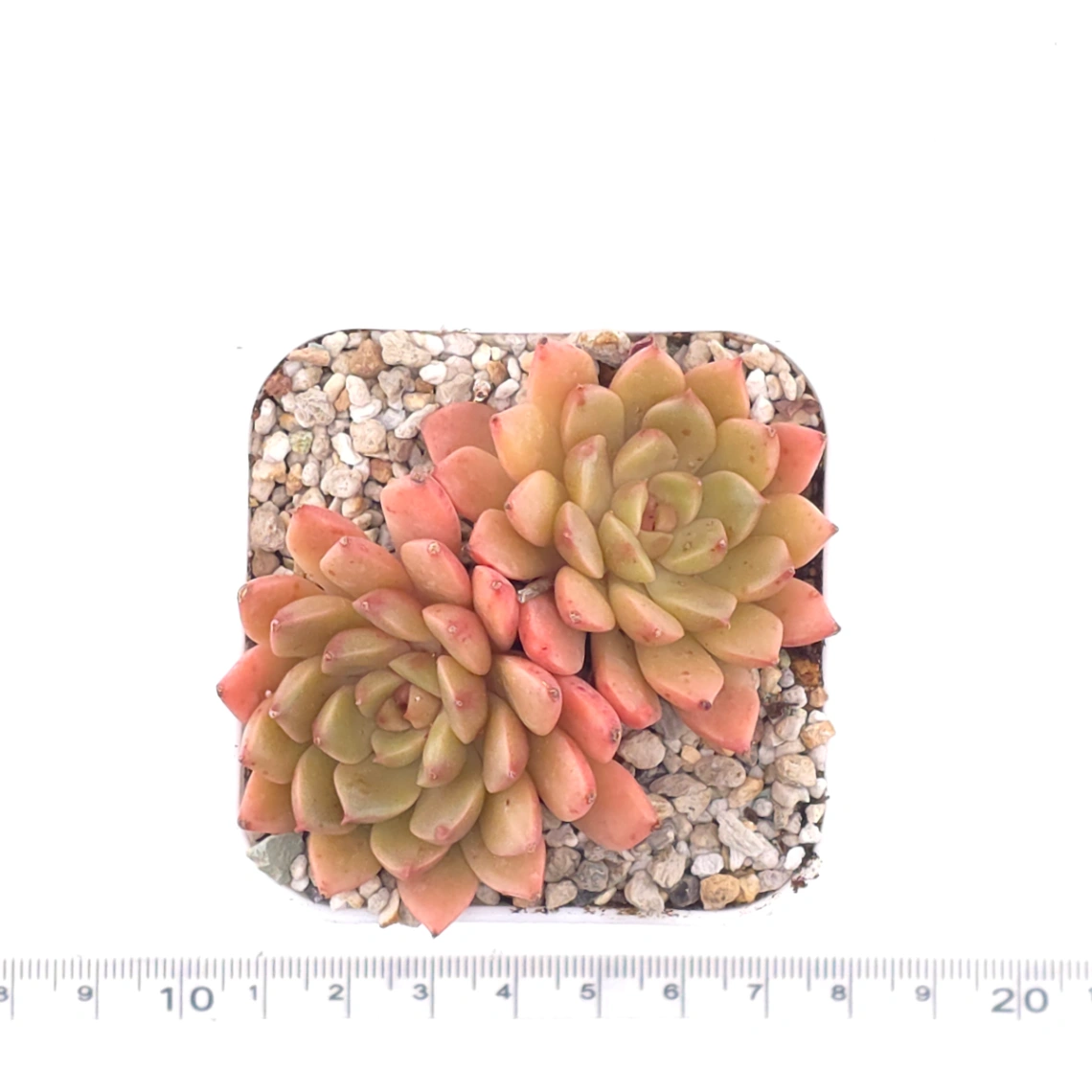 Echeveria agavoides spp. | 冬雲雜 thumbnail 4