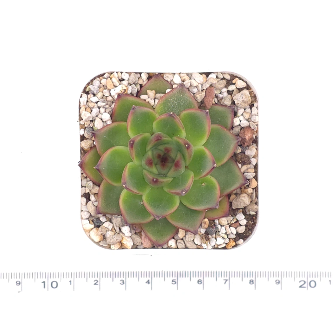 Echeveria agavoides spp. | 冬雲雜 thumbnail 4