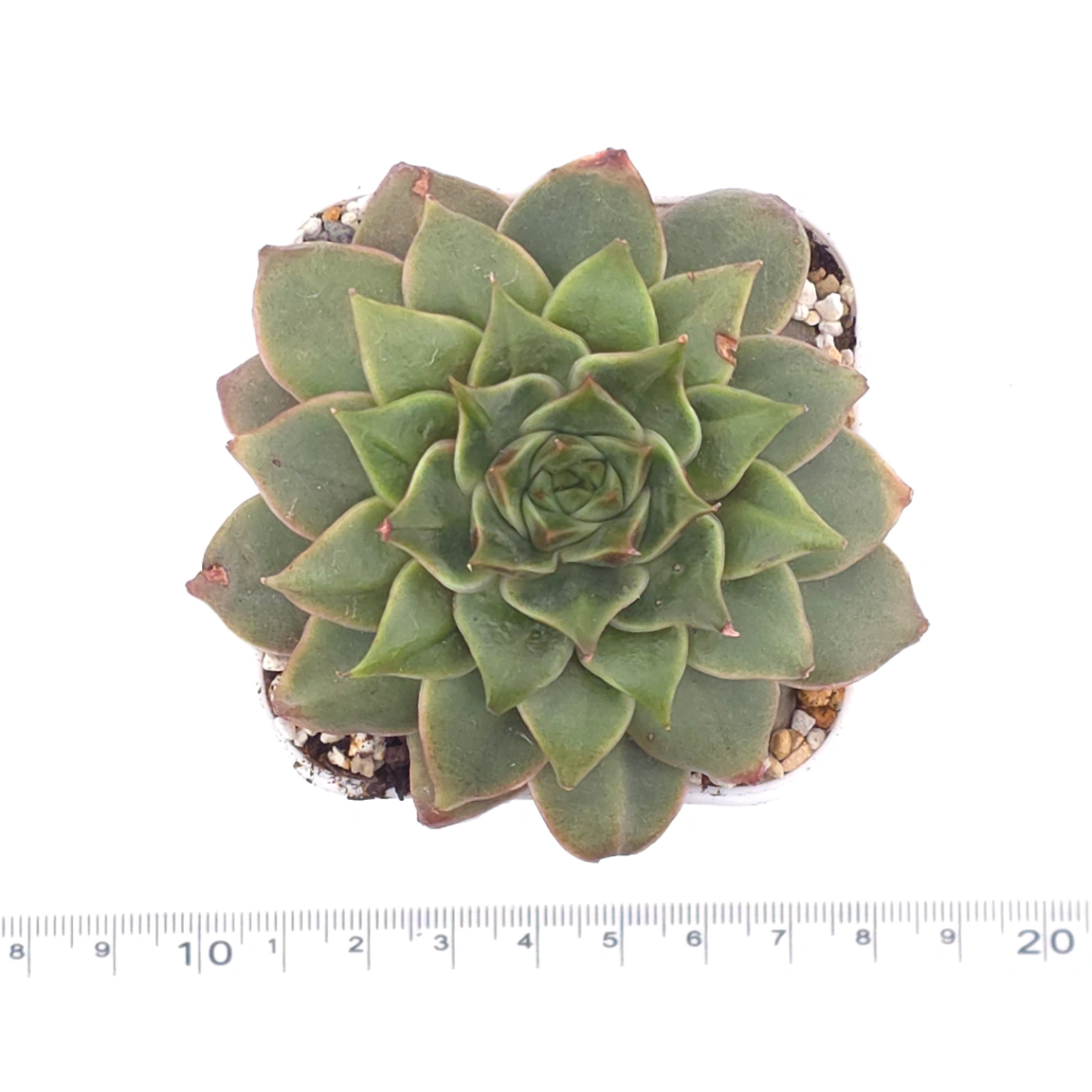 Echeveria agavoides spp. | 冬雲雜 thumbnail 4