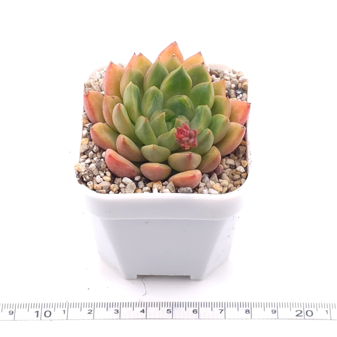 Echeveria agavoides spp. | 冬雲雜 thumbnail 3