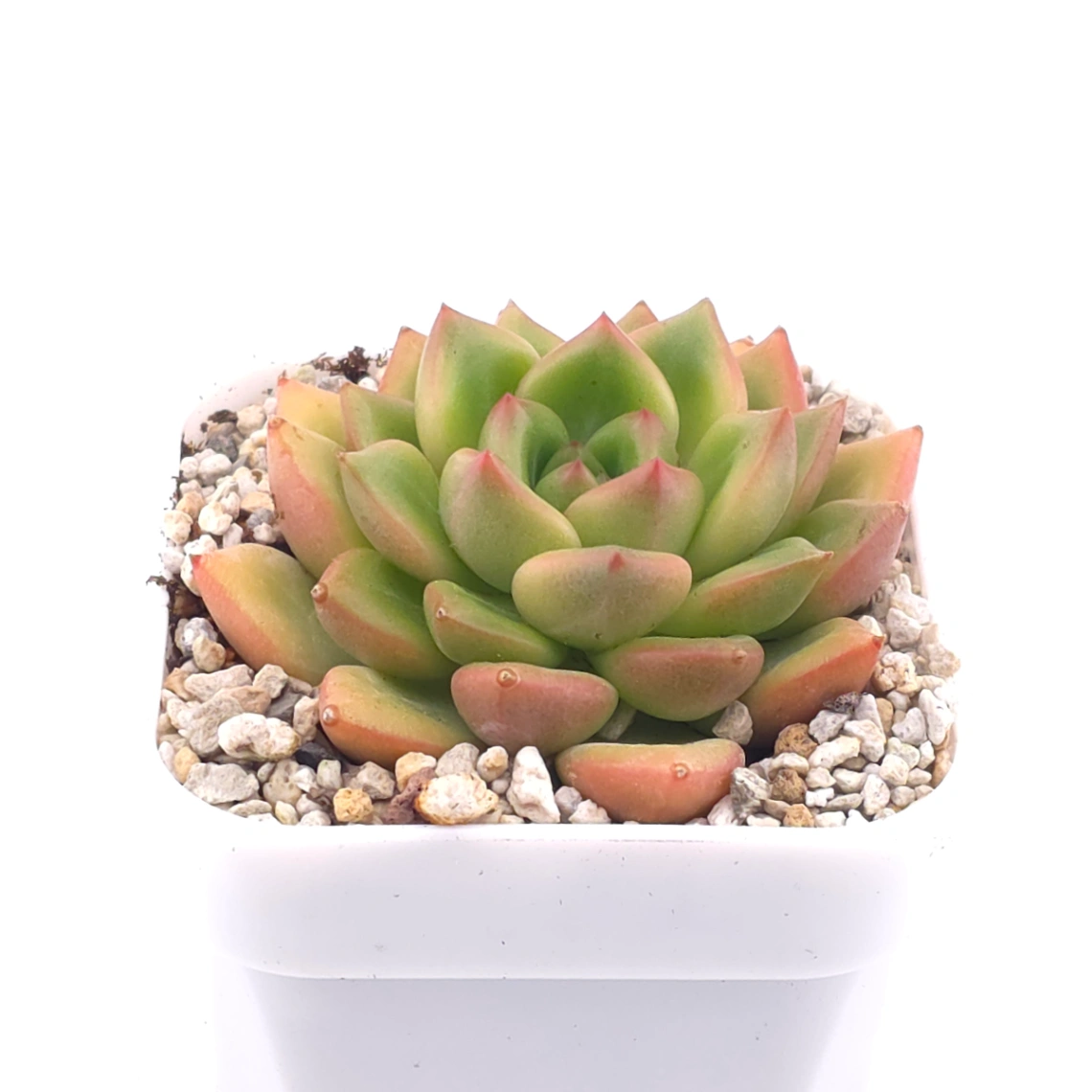 Echeveria agavoides spp. | 冬雲雜 thumbnail 2