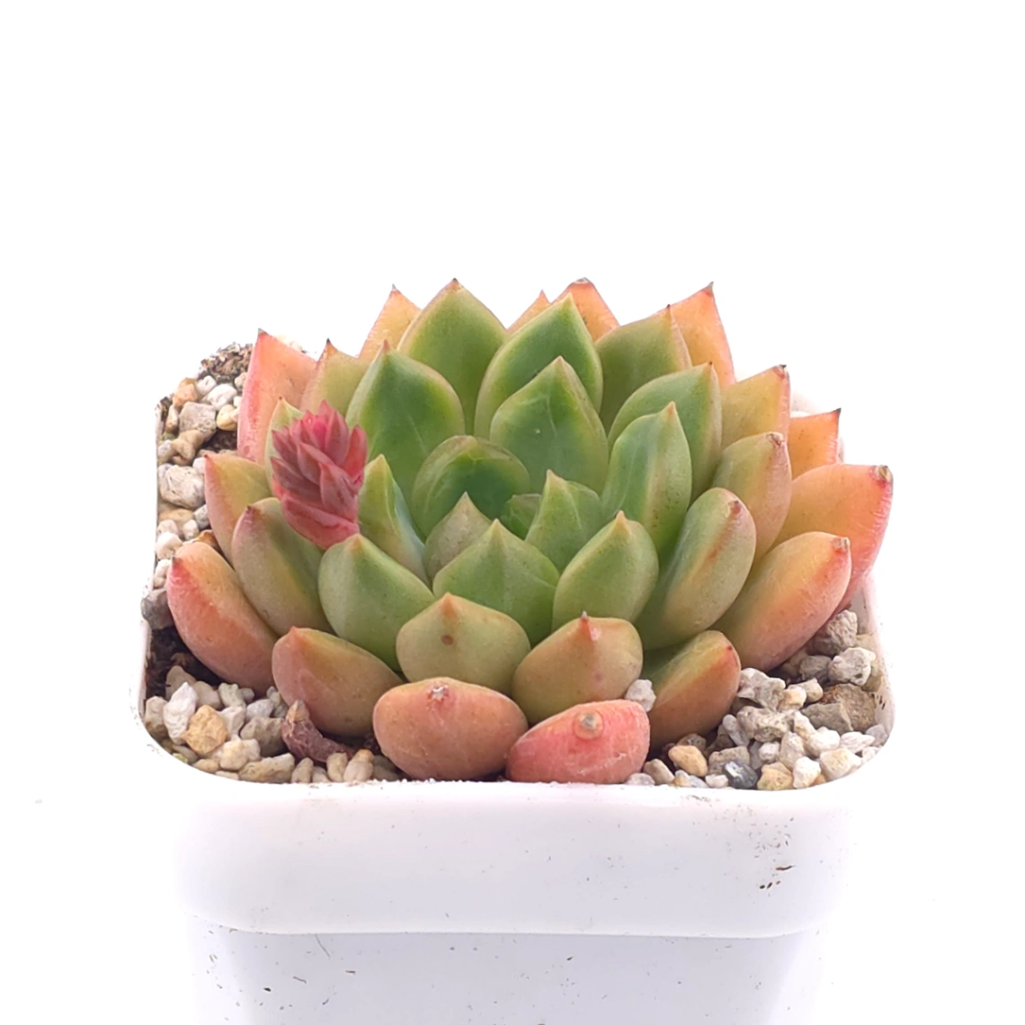 Echeveria agavoides spp. | 冬雲雜 thumbnail 2