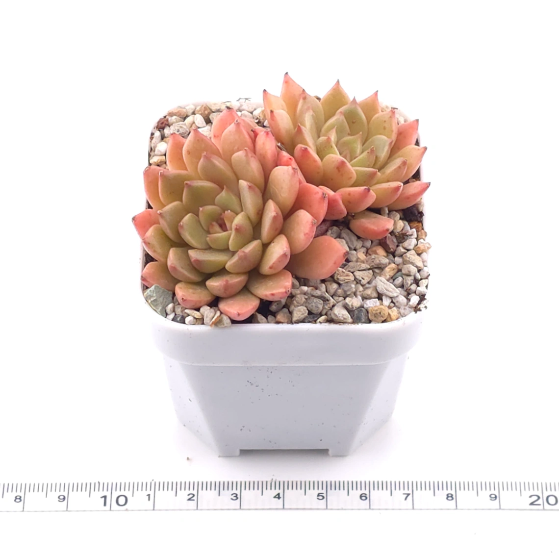 Echeveria agavoides spp. | 冬雲雜 thumbnail 3