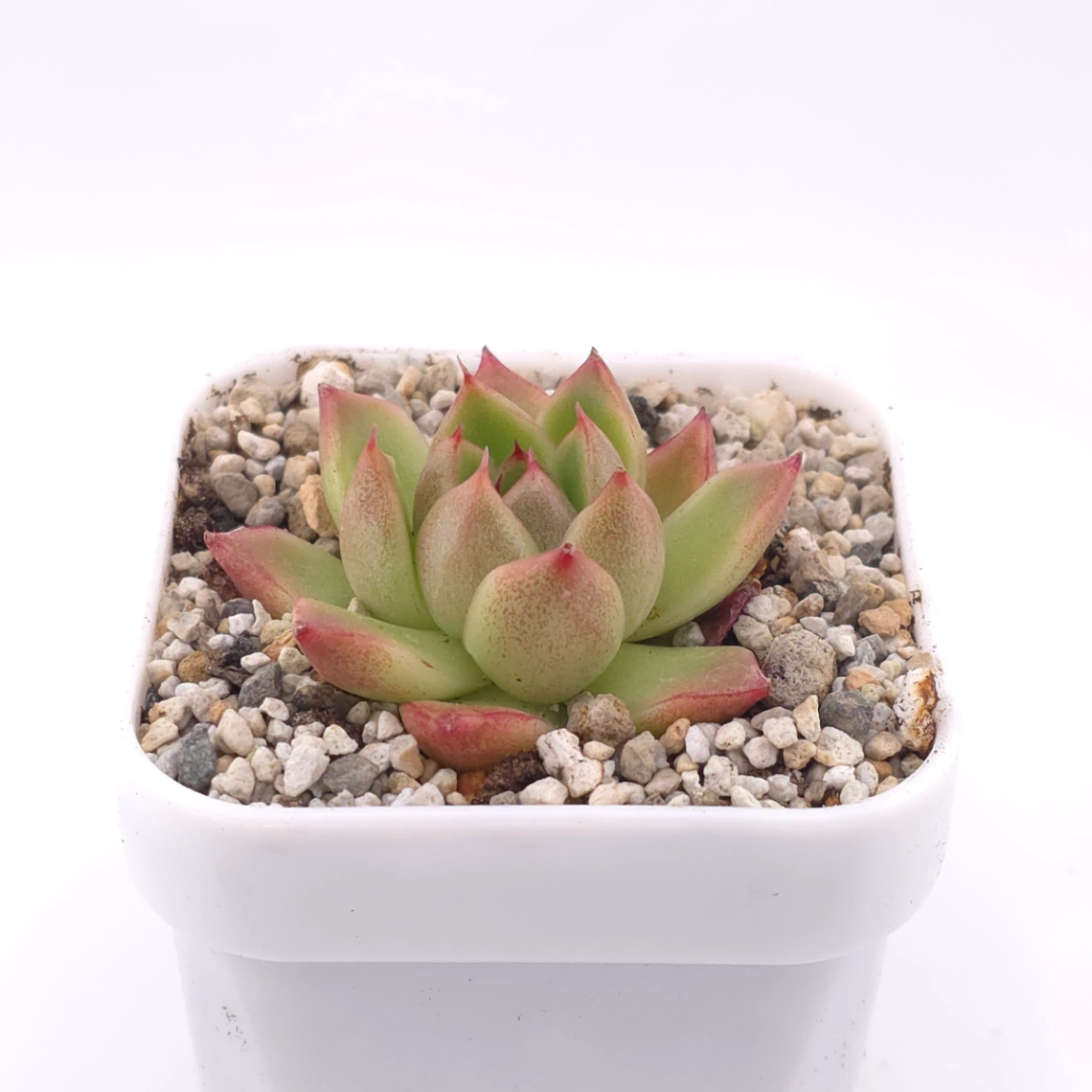 Echeveria agavoides spp. | 冬雲雜 thumbnail 2
