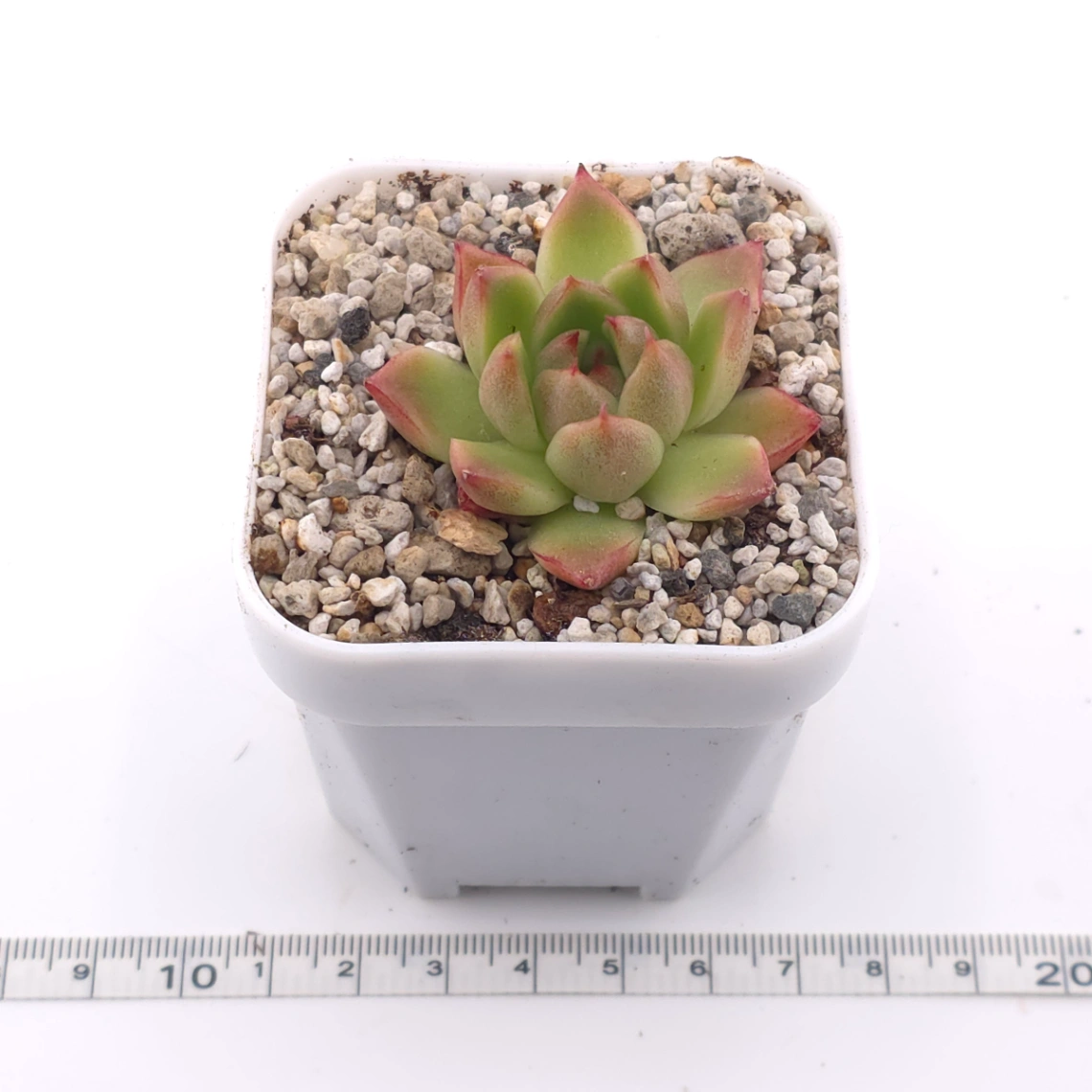 Echeveria agavoides spp. | 冬雲雜 thumbnail 3