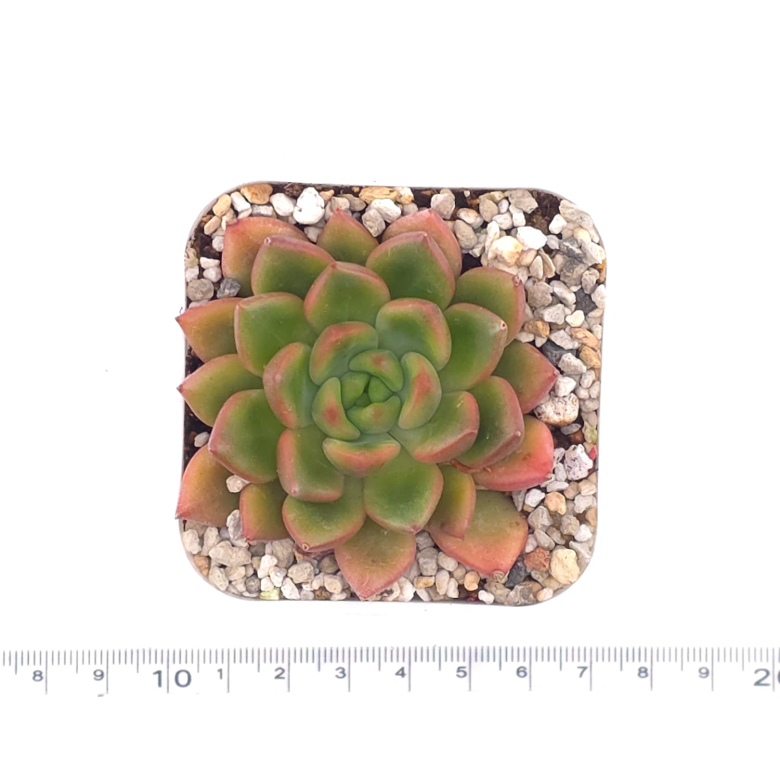 Echeveria agavoides spp. | 冬雲雜 thumbnail 4