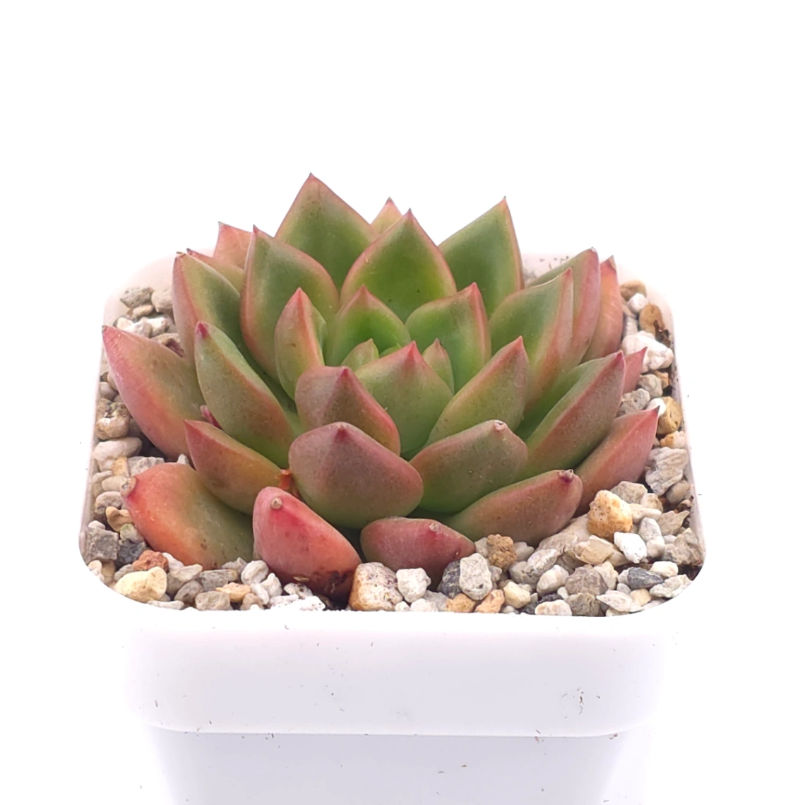 Echeveria agavoides spp. | 冬雲雜 thumbnail 2