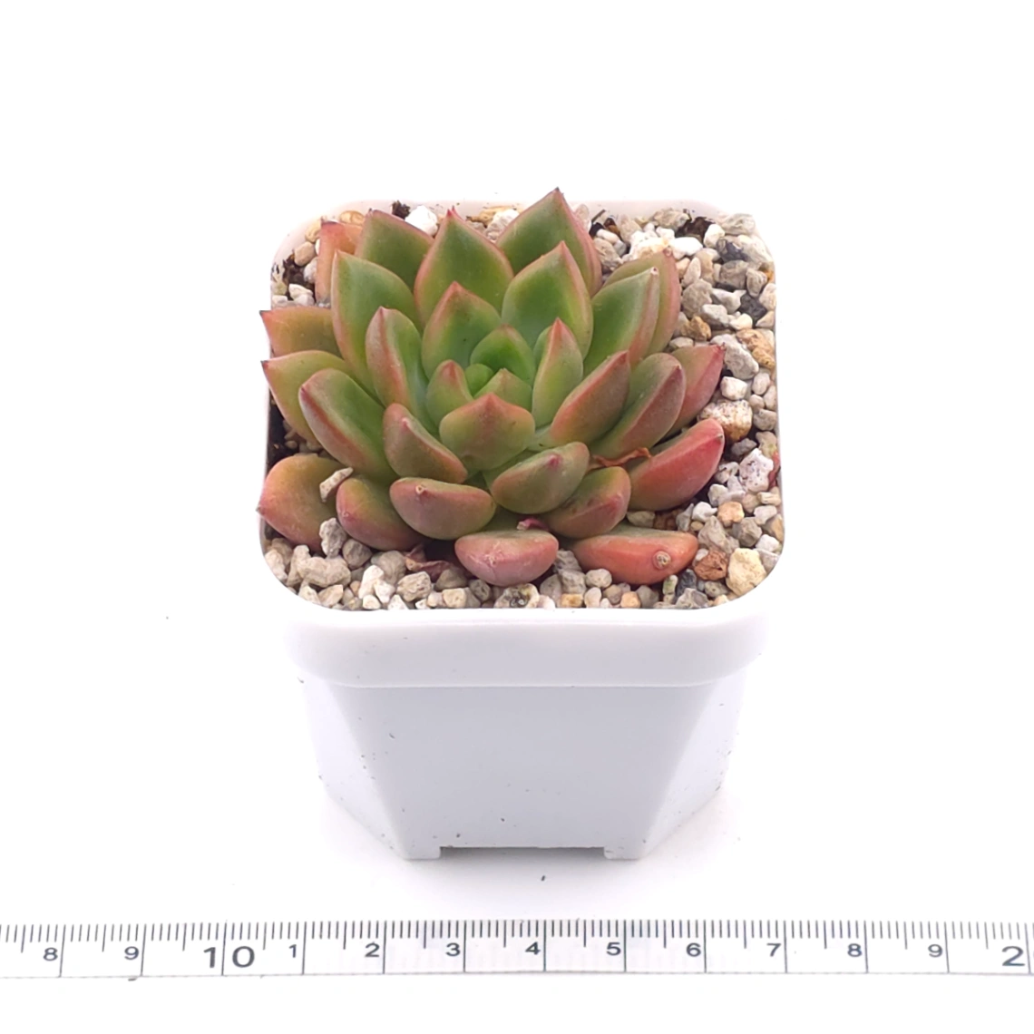 Echeveria agavoides spp. | 冬雲雜 thumbnail 3