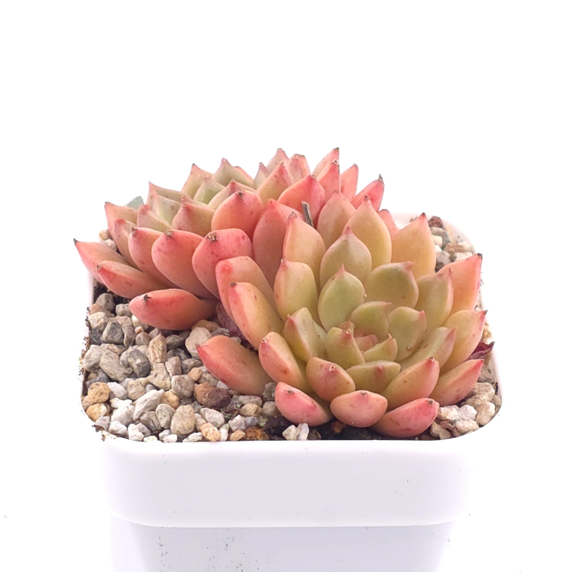 Echeveria agavoides spp. | 冬雲雜 thumbnail 2