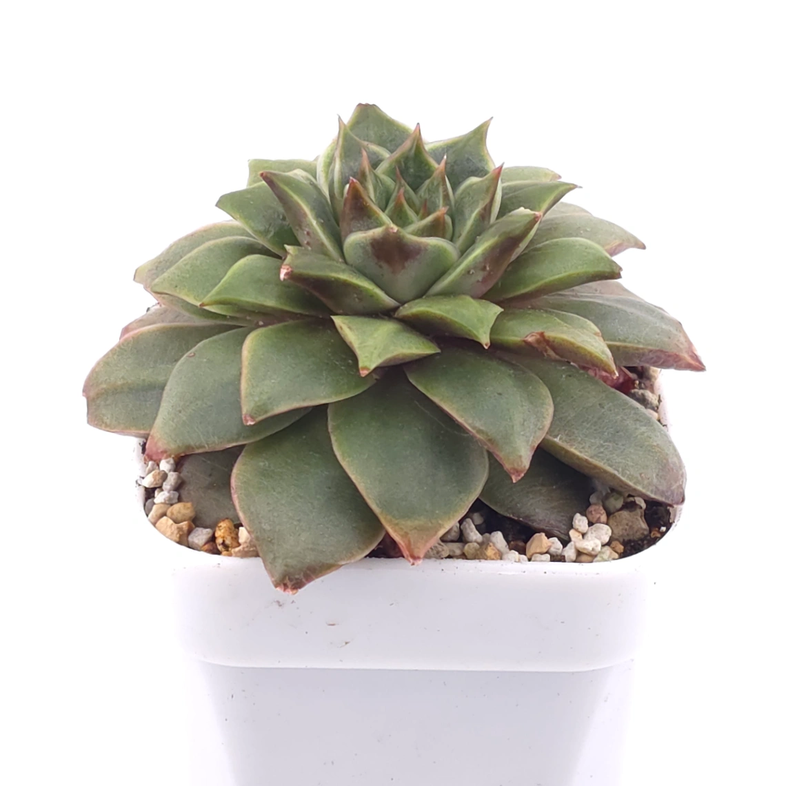 Echeveria agavoides spp. | 冬雲雜 thumbnail 2