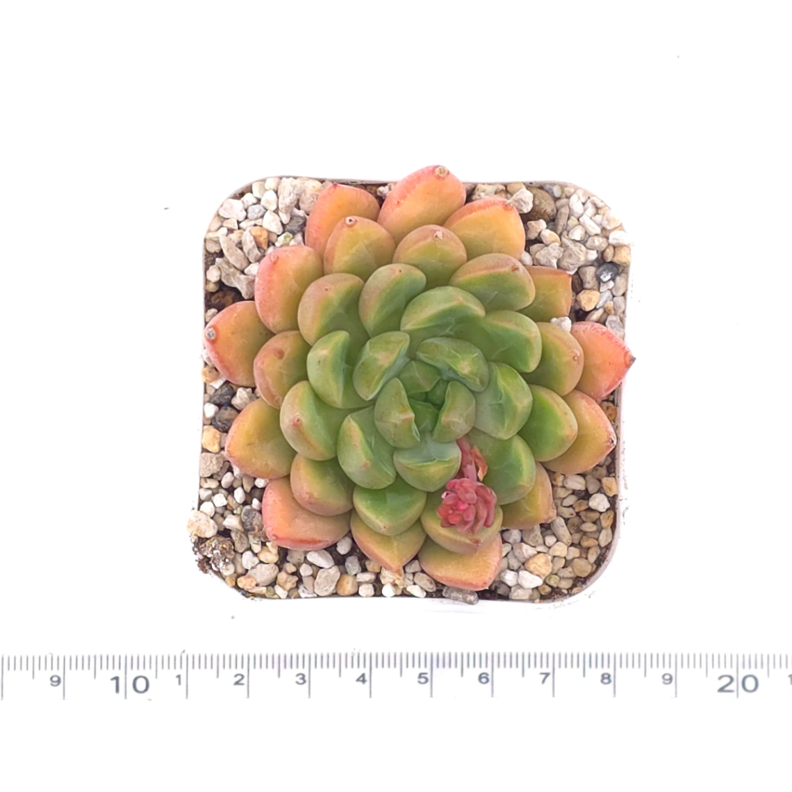 Echeveria agavoides spp. | 冬雲雜 thumbnail 4