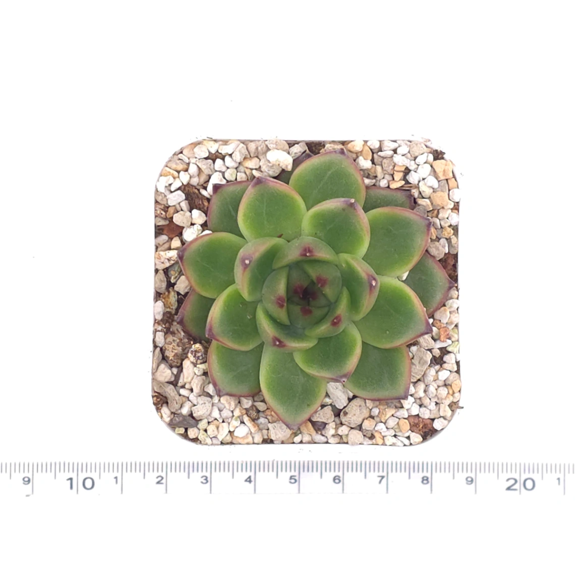 Echeveria agavoides spp. | 冬雲雜 thumbnail 4