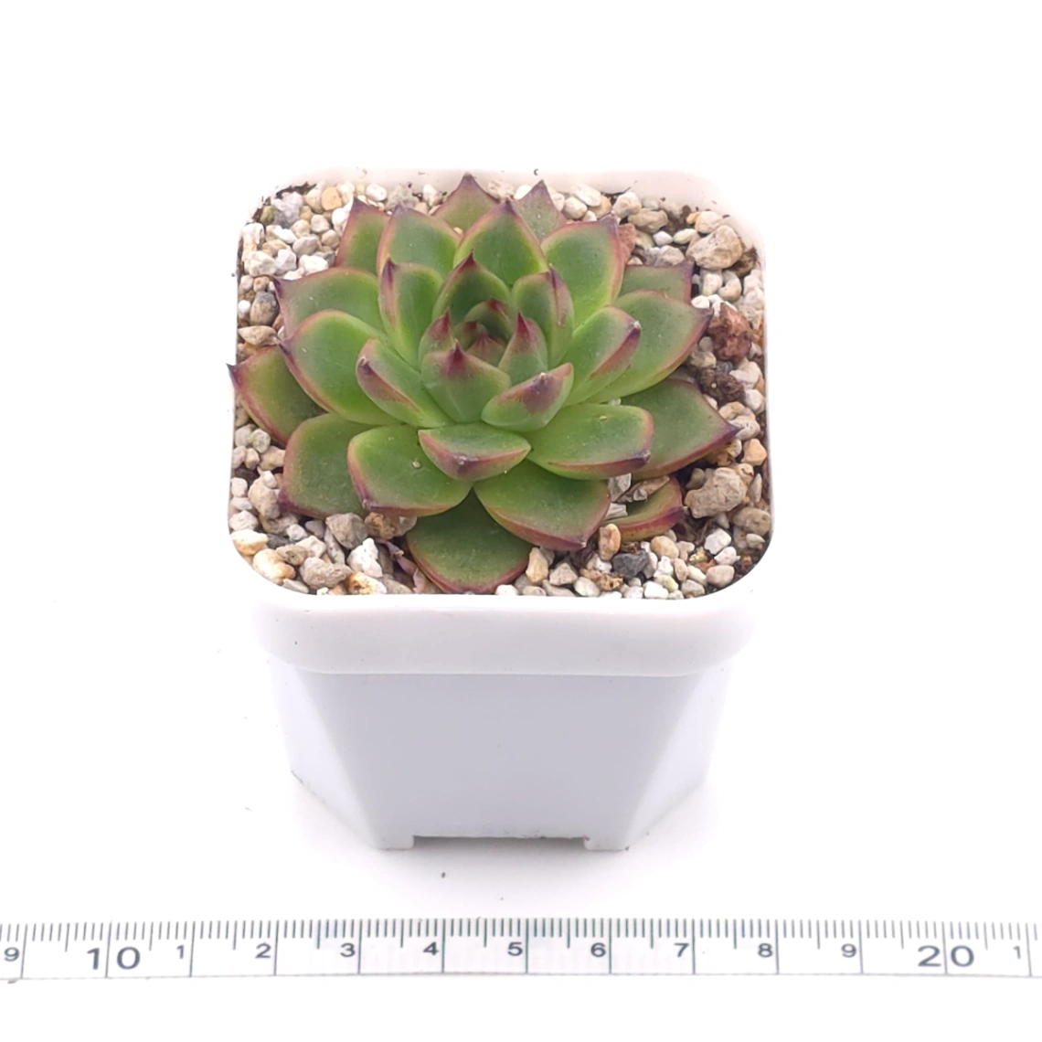 Echeveria agavoides spp. | 冬雲雜 thumbnail 3