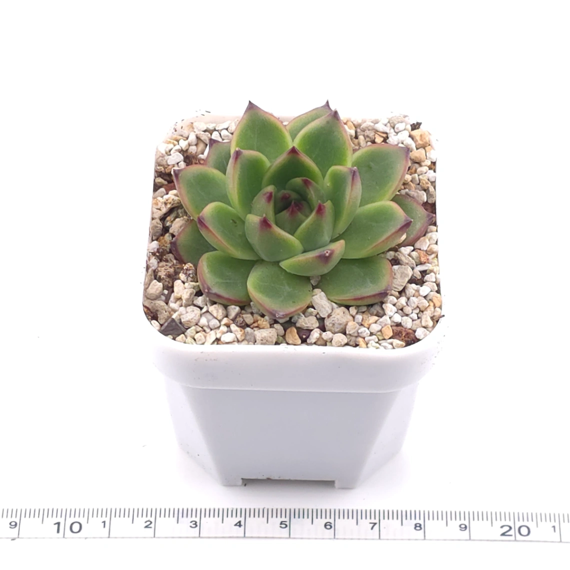 Echeveria agavoides spp. | 冬雲雜 thumbnail 3