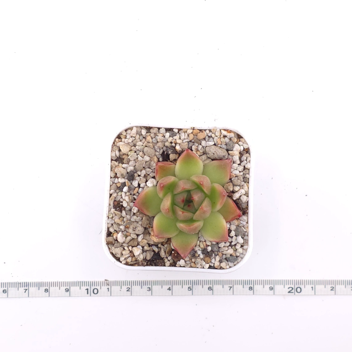Echeveria agavoides spp. | 冬雲雜 thumbnail 4
