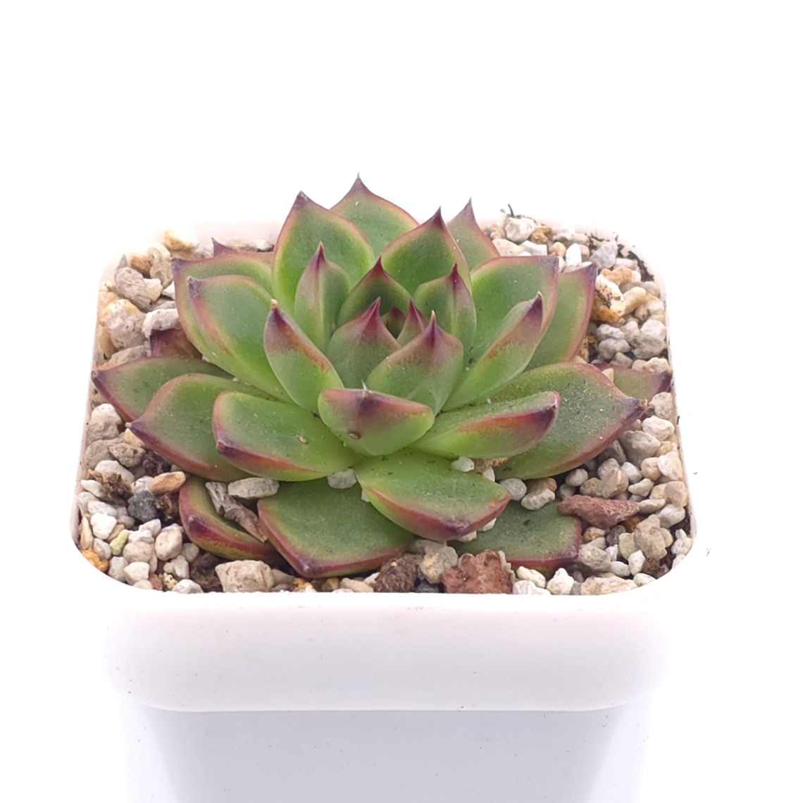 Echeveria agavoides spp. | 冬雲雜 thumbnail 2