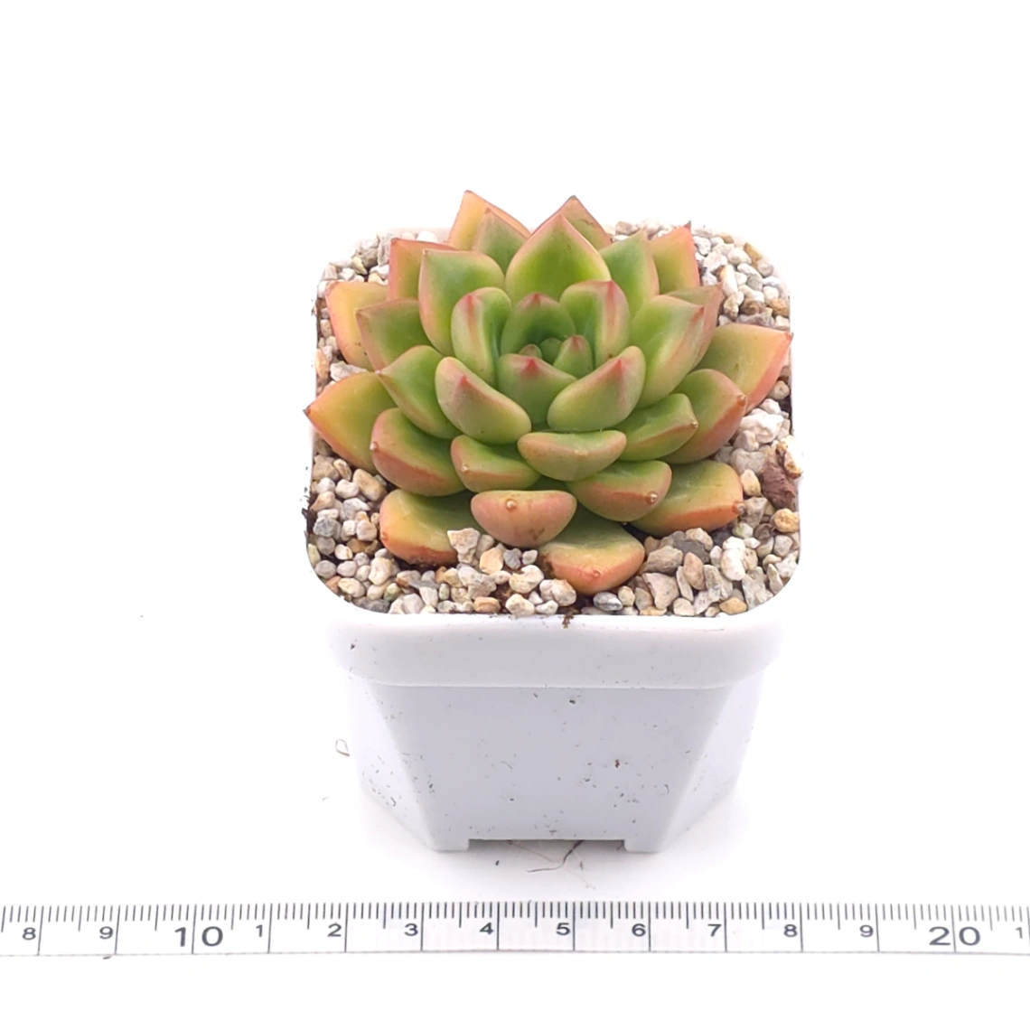 Echeveria agavoides spp. | 冬雲雜 thumbnail 3